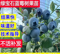 绿宝石蓝莓苗品种介绍