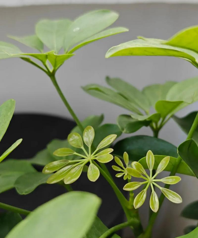 小众送妈妈的花有哪些花