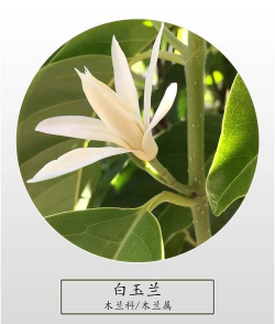 小众送妈妈的花有哪些花