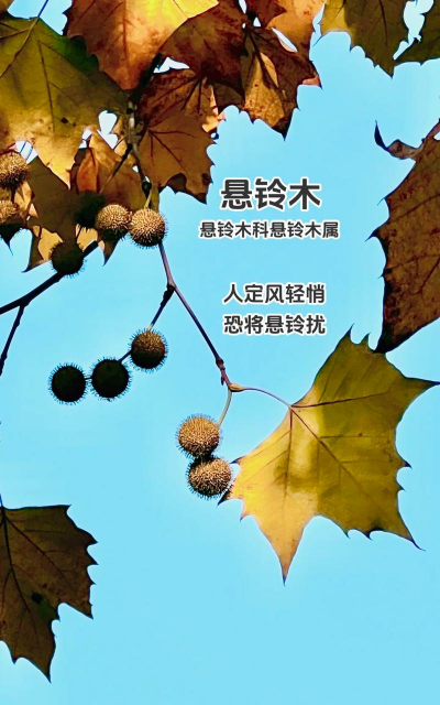 悬铃木为什么叫法国梧桐