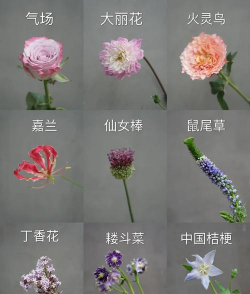 世界上有什么花?叫什么名字? 世界上有什么花?叫什么名字?