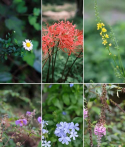 小众送妈妈的花有哪些花