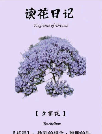 小众送妈妈的花有哪些花