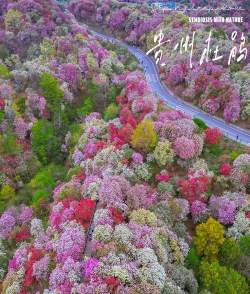 小众送妈妈的花有哪些花