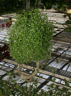 小众送妈妈的花有哪些花