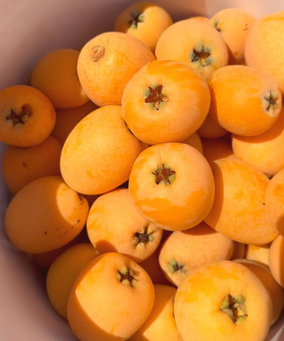 最大最甜的枇杷品种