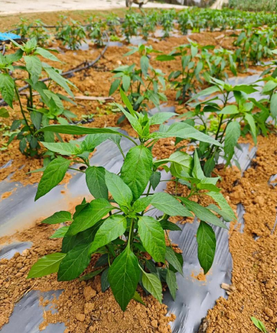 小众送妈妈的花有哪些花