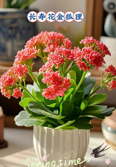 小众送妈妈的花有哪些花