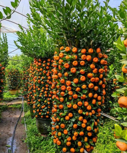 桔子园合适什么养殖