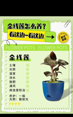 金线莲的种植技术与管理