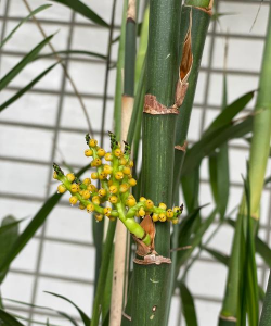 小众送妈妈的花有哪些花