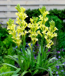 小众送妈妈的花有哪些花