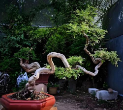 小众送妈妈的花有哪些花