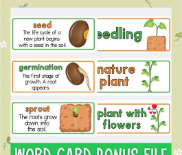 小众送妈妈的花有哪些花