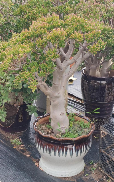 小众送妈妈的花有哪些花