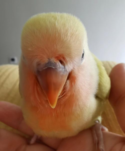 小众送妈妈的花有哪些花