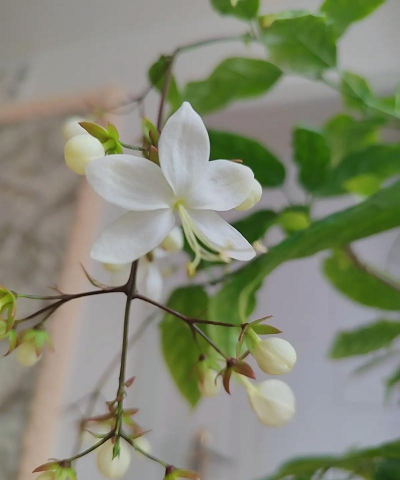 小众送妈妈的花有哪些花