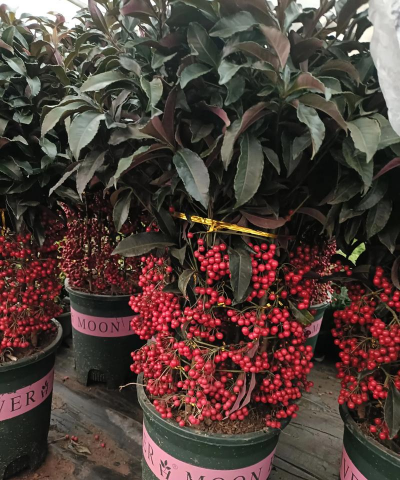 小众送妈妈的花有哪些花