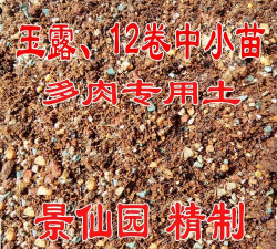 小众送妈妈的花有哪些花