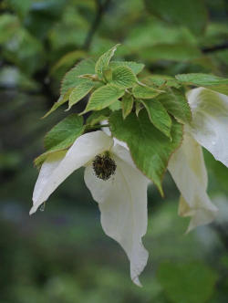小众送妈妈的花有哪些花