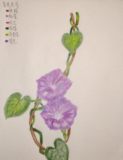 小众送妈妈的花有哪些花