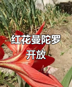 红色曼陀罗花象征什么