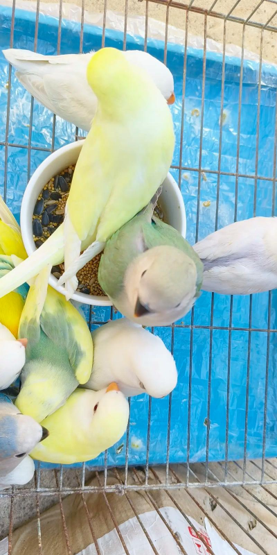 小众送妈妈的花有哪些花