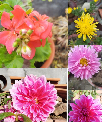 小众送妈妈的花有哪些花