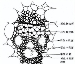 小众送妈妈的花有哪些花