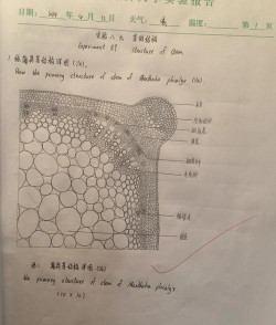 小众送妈妈的花有哪些花