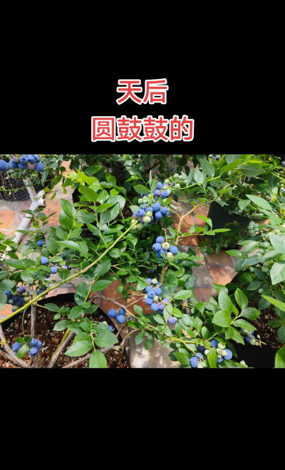 小众送妈妈的花有哪些花