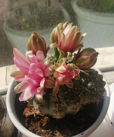 小众送妈妈的花有哪些花