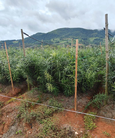 小众送妈妈的花有哪些花