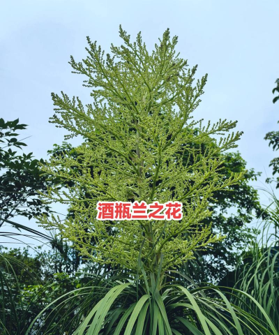 小众送妈妈的花有哪些花