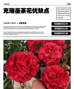 小众送妈妈的花有哪些花