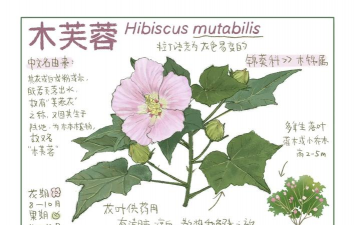 小众送妈妈的花有哪些花