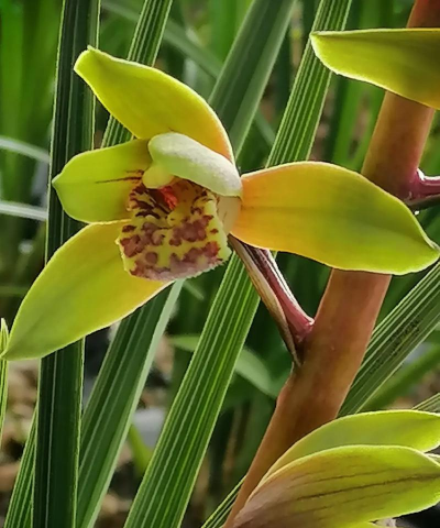 蕙兰花什么才算好