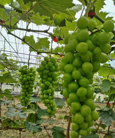 小众送妈妈的花有哪些花