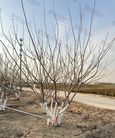 小众送妈妈的花有哪些花