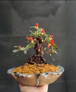 小众送妈妈的花有哪些花