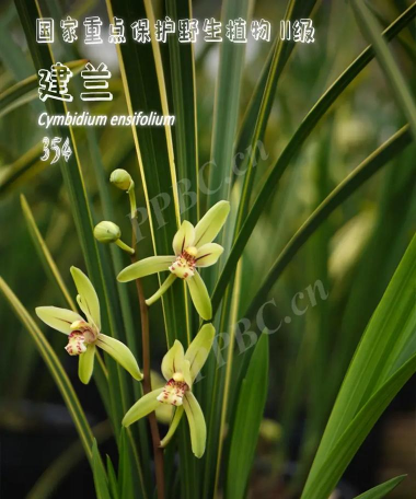 小众送妈妈的花有哪些花