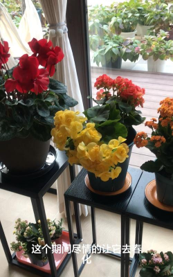 小众送妈妈的花有哪些花