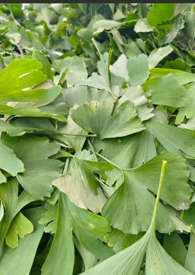 银杏叶多久腐烂