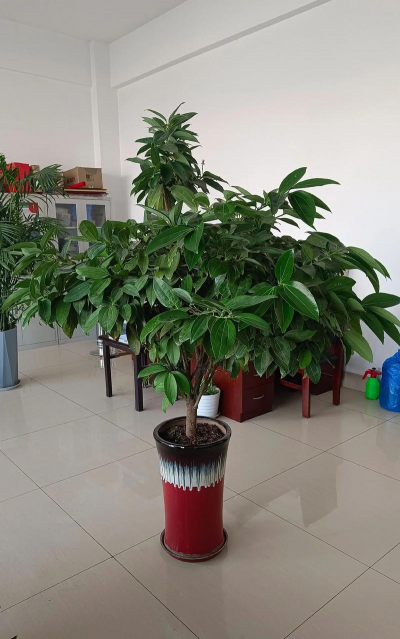 小众送妈妈的花有哪些花