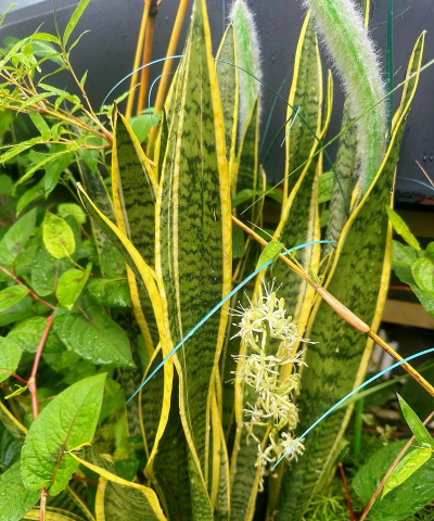 小众送妈妈的花有哪些花