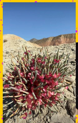 小众送妈妈的花有哪些花