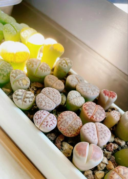 小众送妈妈的花有哪些花