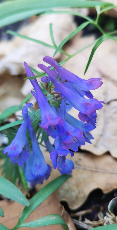 小众送妈妈的花有哪些花