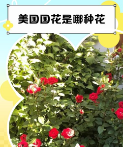 美国国花是啥