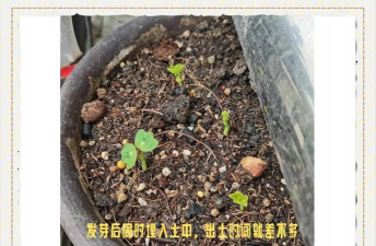 小众送妈妈的花有哪些花